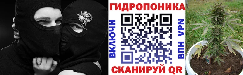 Купить где  Курчалой  Бошки Шишки планчик 